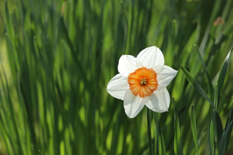 April "Spring" Photo Critique Now Open!