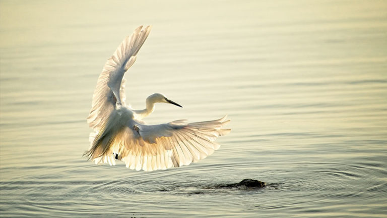 Bird & Wildlife Photography Course — NOW AVAILABLE!